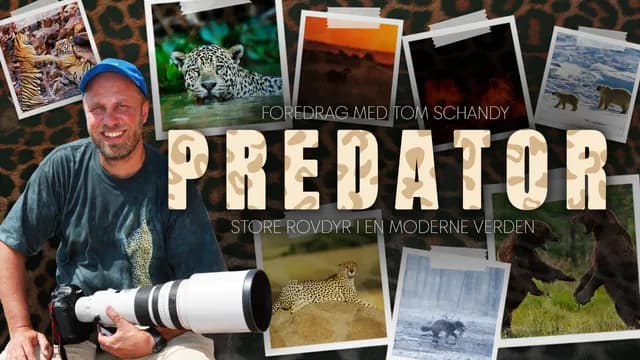 Predator - store rovdyr i en moderne verden